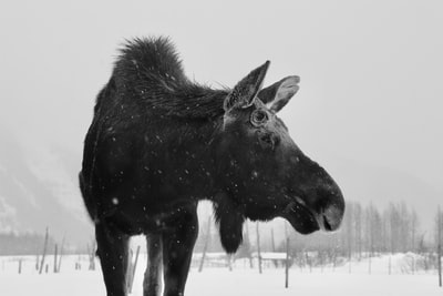 雪地上的黑驴